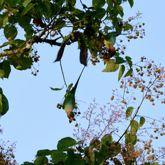 Psittacula longicauda