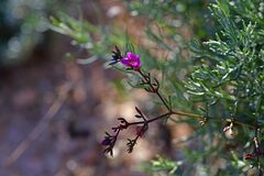 Fagonia cretica