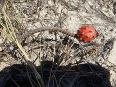 Peniocereus striatus