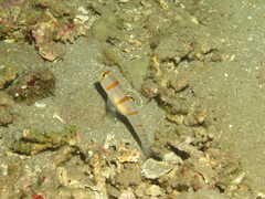 Amblyeleotris randalli