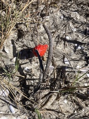 Peniocereus striatus