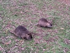 Myocastor coypus