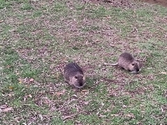 Myocastor coypus