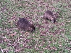Myocastor coypus