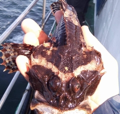 Myoxocephalus