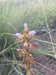 Satyrium cristatum