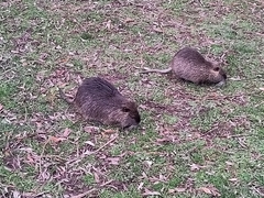 Myocastor coypus