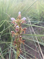Satyrium cristatum