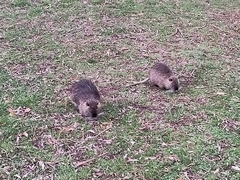 Myocastor coypus