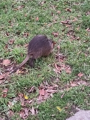 Myocastor coypus