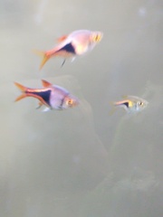 Trigonostigma heteromorpha