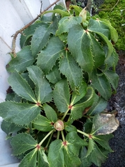 Helleborus