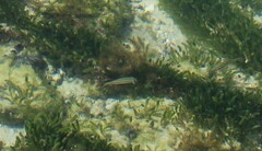 Halichoeres bivittatus