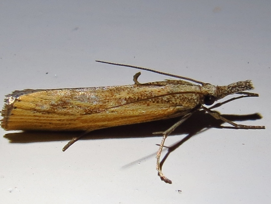 Barred Grass-veneer