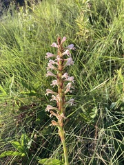 Satyrium cristatum