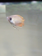 Trichogaster chuna