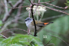 Coccopygia melanotis