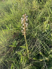 Satyrium cristatum