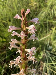 Satyrium cristatum