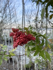 Schinus terebinthifolia