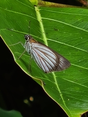 Paracarystus hypargyra