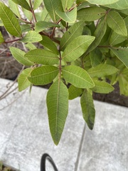 Schinus terebinthifolia