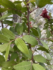 Schinus terebinthifolia