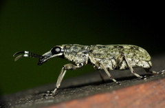 Anthribidae
