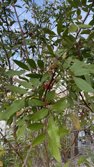 Schinus terebinthifolia