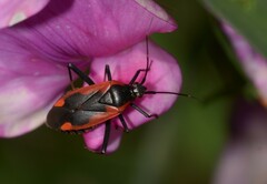 Calocoris nemoralis