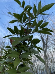 Schinus terebinthifolia