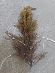 Cystoseira compressa