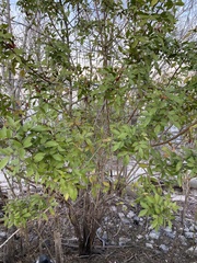 Schinus terebinthifolia
