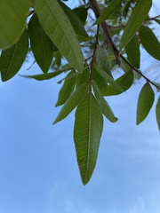 Schinus terebinthifolia