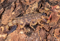 Lychas mucronatus