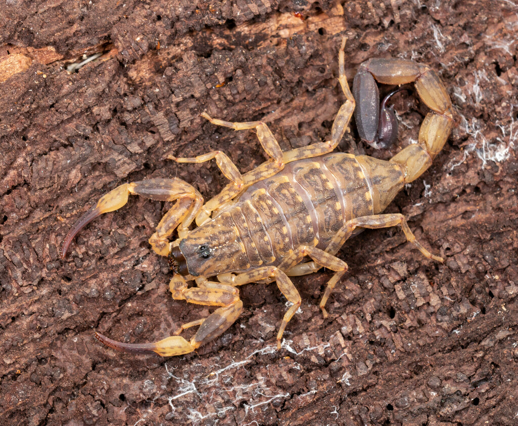 Chinese Swimming Scorpion