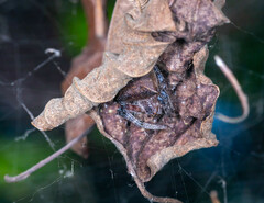 Cyrtophora unicolor