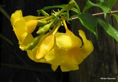 Rauvolfioideae