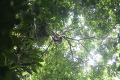 Brachyteles arachnoides