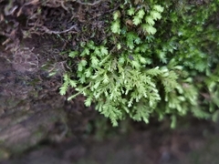 Pseudanomodon attenuatus