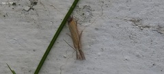 Agriphila aeneociliella