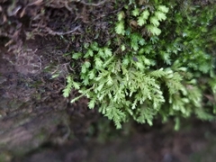 Pseudanomodon attenuatus