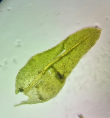 Pseudanomodon attenuatus