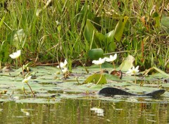 Nymphoides indica