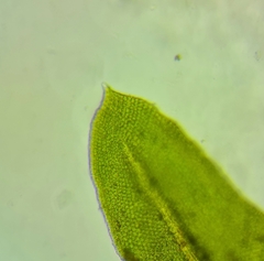 Pseudanomodon attenuatus