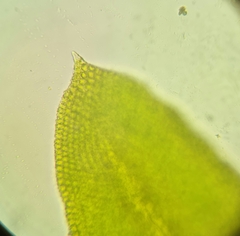 Pseudanomodon attenuatus