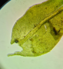 Pseudanomodon attenuatus