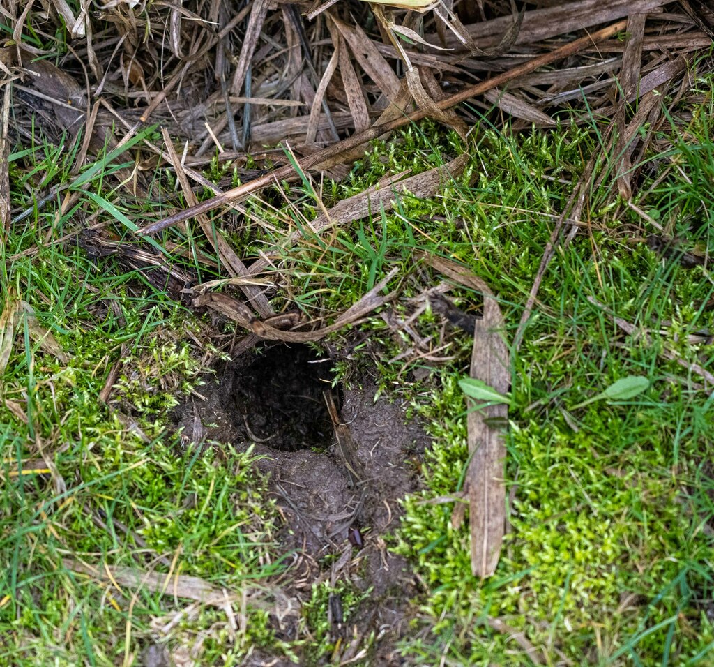 Coast Mole from Greater Vancouver, British Columbia, Canada on January ...