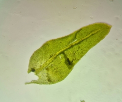 Pseudanomodon attenuatus