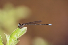 Pseudagrion indicum